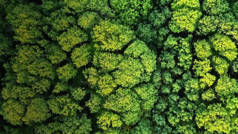 ESG: Luftaufnahme eines Waldes