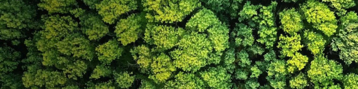 ESG: Luftaufnahme eines Waldes