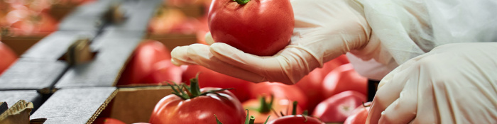 ESG: Auf einem Fließband laufen rote Tomaten - ein Arbeiter in Latexhandschuhen inspiziert eine Tomate.