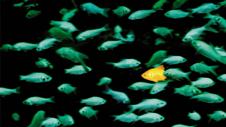 Diversity: Grüne Fische schwimmen im Wasser, nur ein Fisch unterscheidet sich von den anderen und ist gelb.