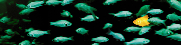 Diversity: Grüne Fische schwimmen im Wasser, nur ein Fisch unterscheidet sich von den anderen und ist gelb.