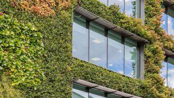 Nachhaltigkeit: Pflanzen wachsen entlang der Fassade eines Bürogebäudes.