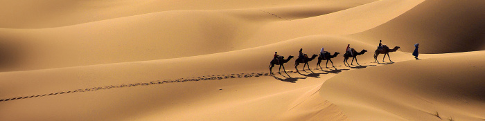 Leadership: Eine Person führt eine Gruppe berittener Kamele durch die Wüste.
