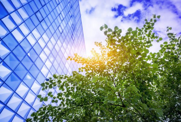 Greenwashing Reputationsrisiken vermeiden, Baum mit grünen Blättern vor Hochhaus