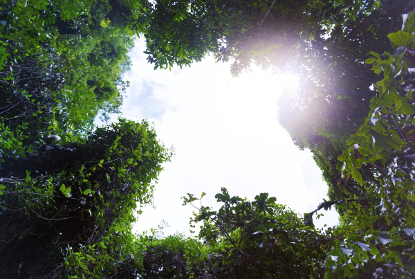 Bäume, Himmel, Sonne, Den ökologischen Fußabdruck der IT verringern: Wie nachhaltig ist die Cloud
