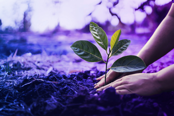 Hände, die eine neue Pflanze in die Erde setzen, Offenlegung von Nachhaltigkeitsinformationen in Wertpapierprospekten