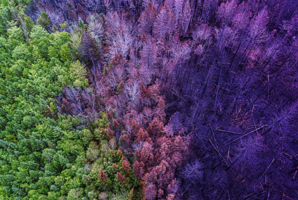 Wald bedroht von Klimarisiken und Waldbrand. Kreditrisikomodelle