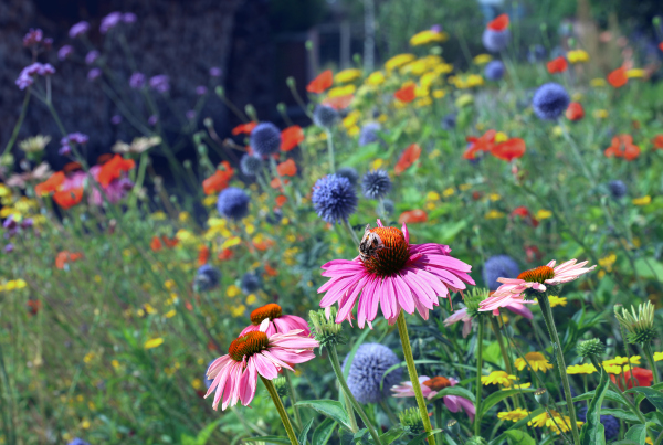 Nature Credits Blühwiese