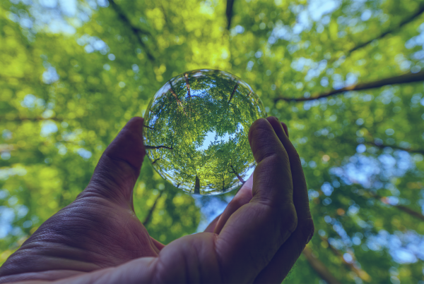 Glaskugel im Wald Sinnbild für SFDR 2.0